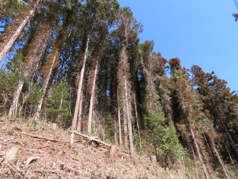 日和田山、物見山